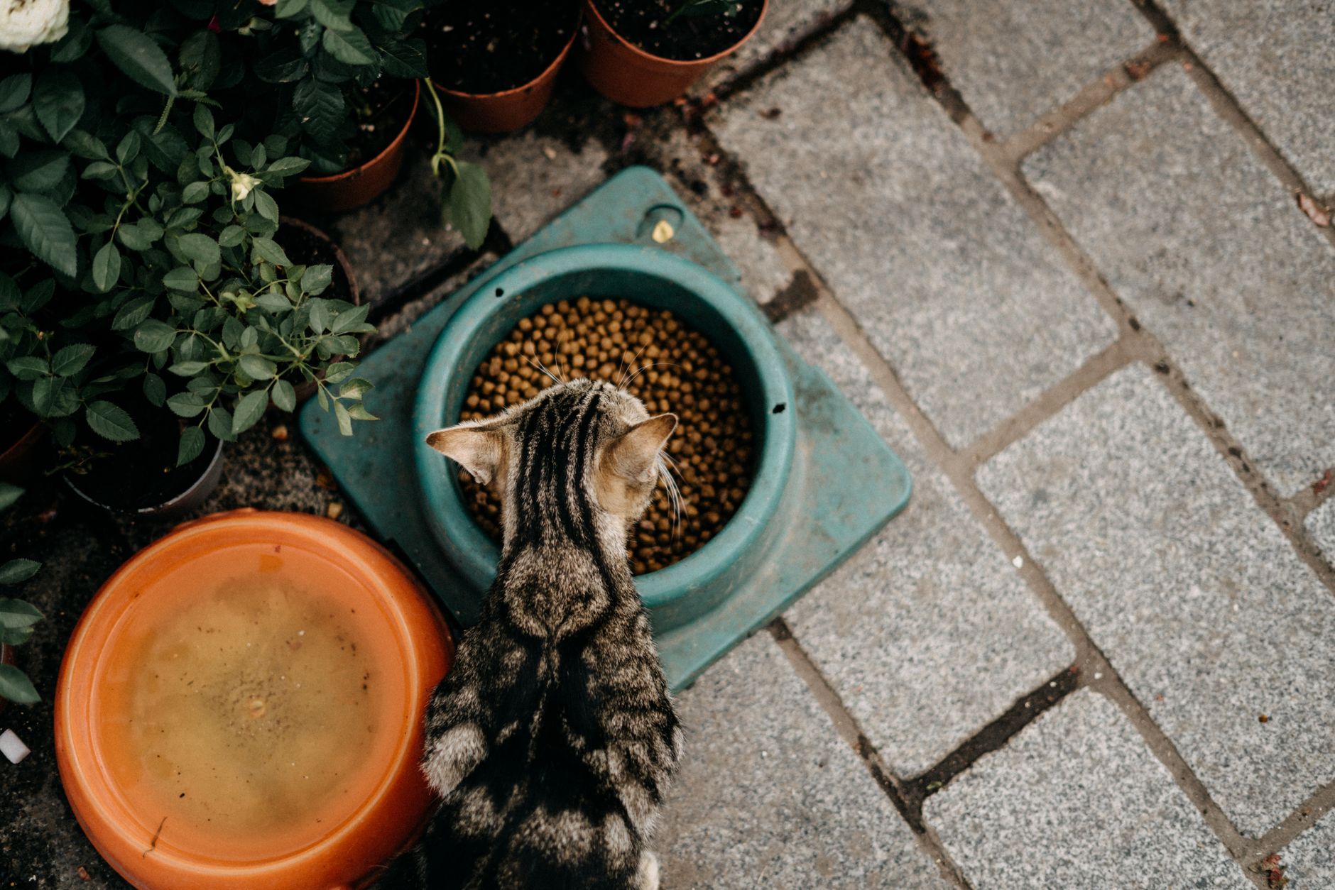 Eine Katze frisst Trockenfutter neben Zimmerpflanzen