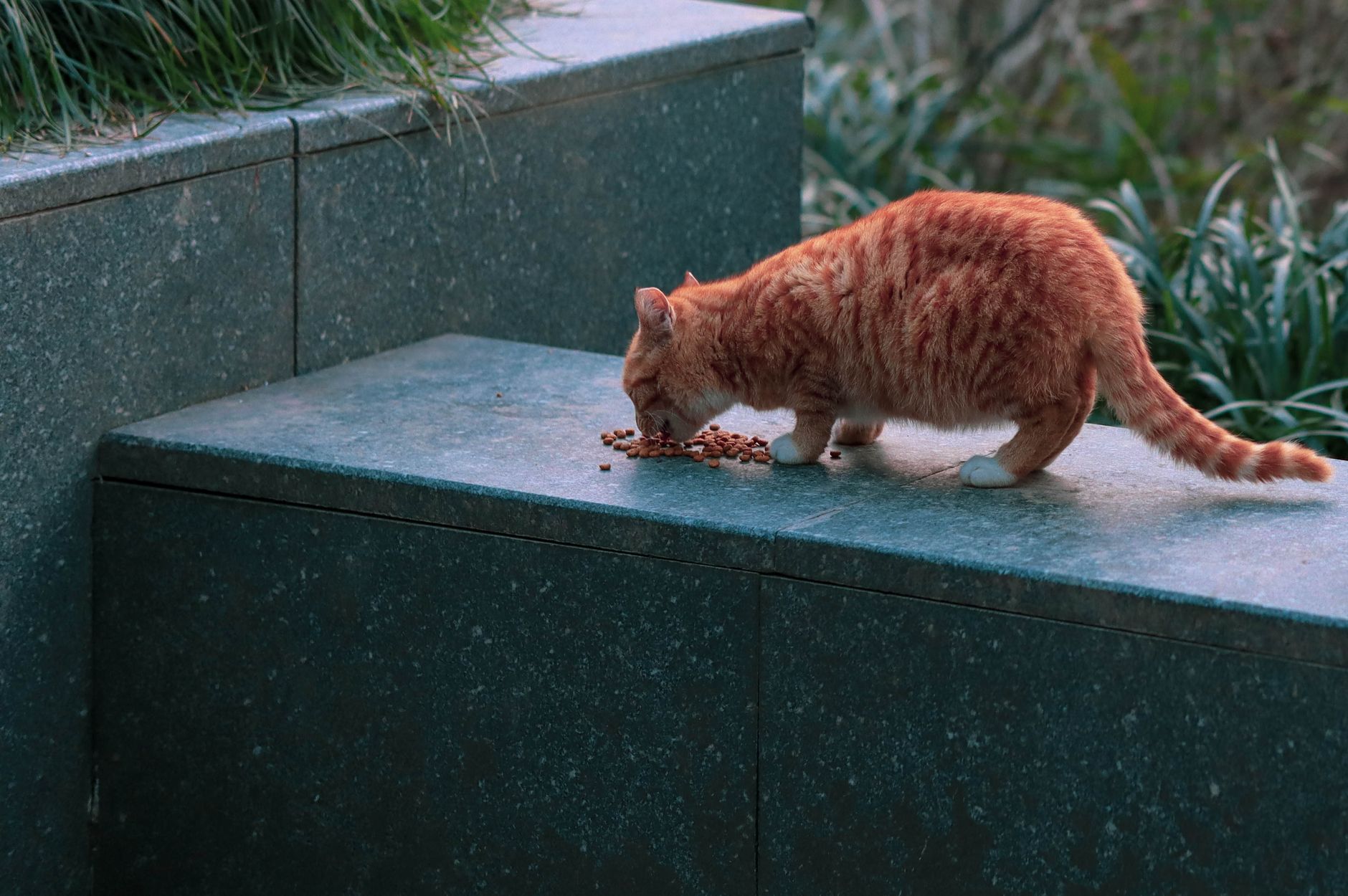 Eine getigerte Katze knabbert Trockenfutter auf Stein im Freien