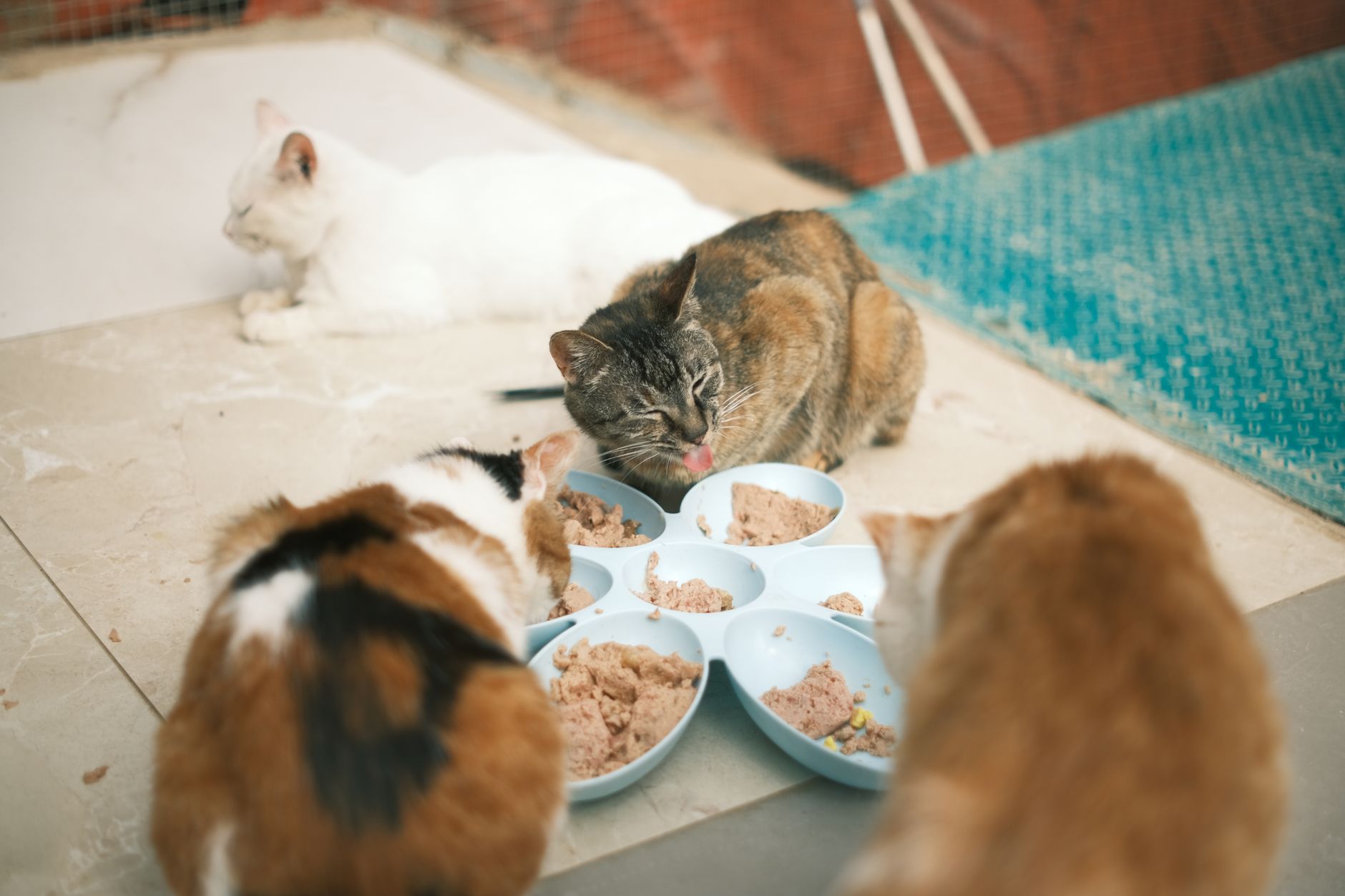 Mehrere Katzen fressen gemeinsam