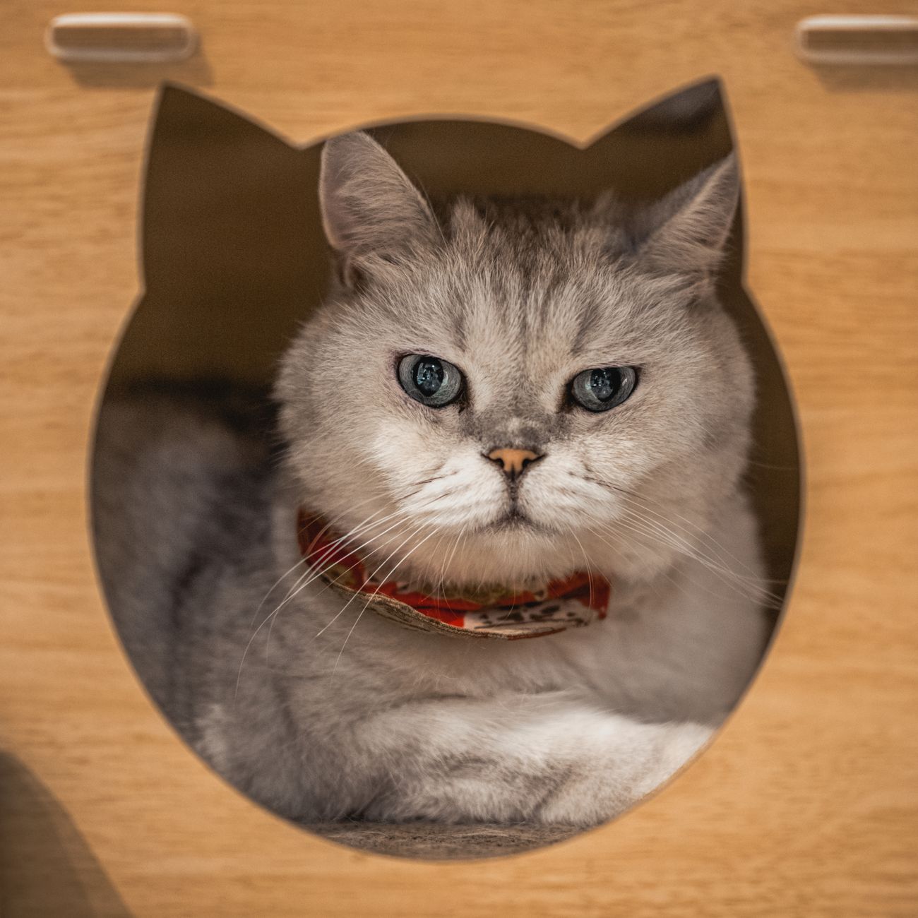 Eine Britisch Kurzhaar Katze schaut neugierig aus einem Holzunterstand