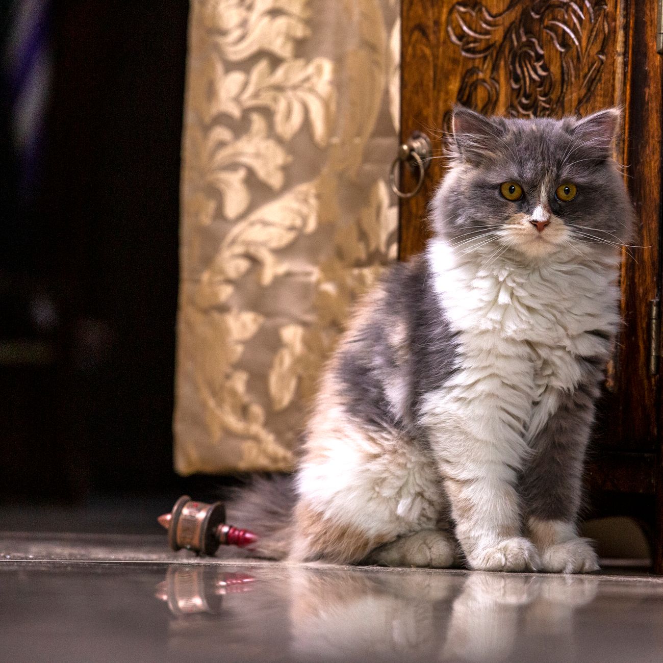 Eine flauschige Perserkatze sitzt elegant vor Holzmöbeln