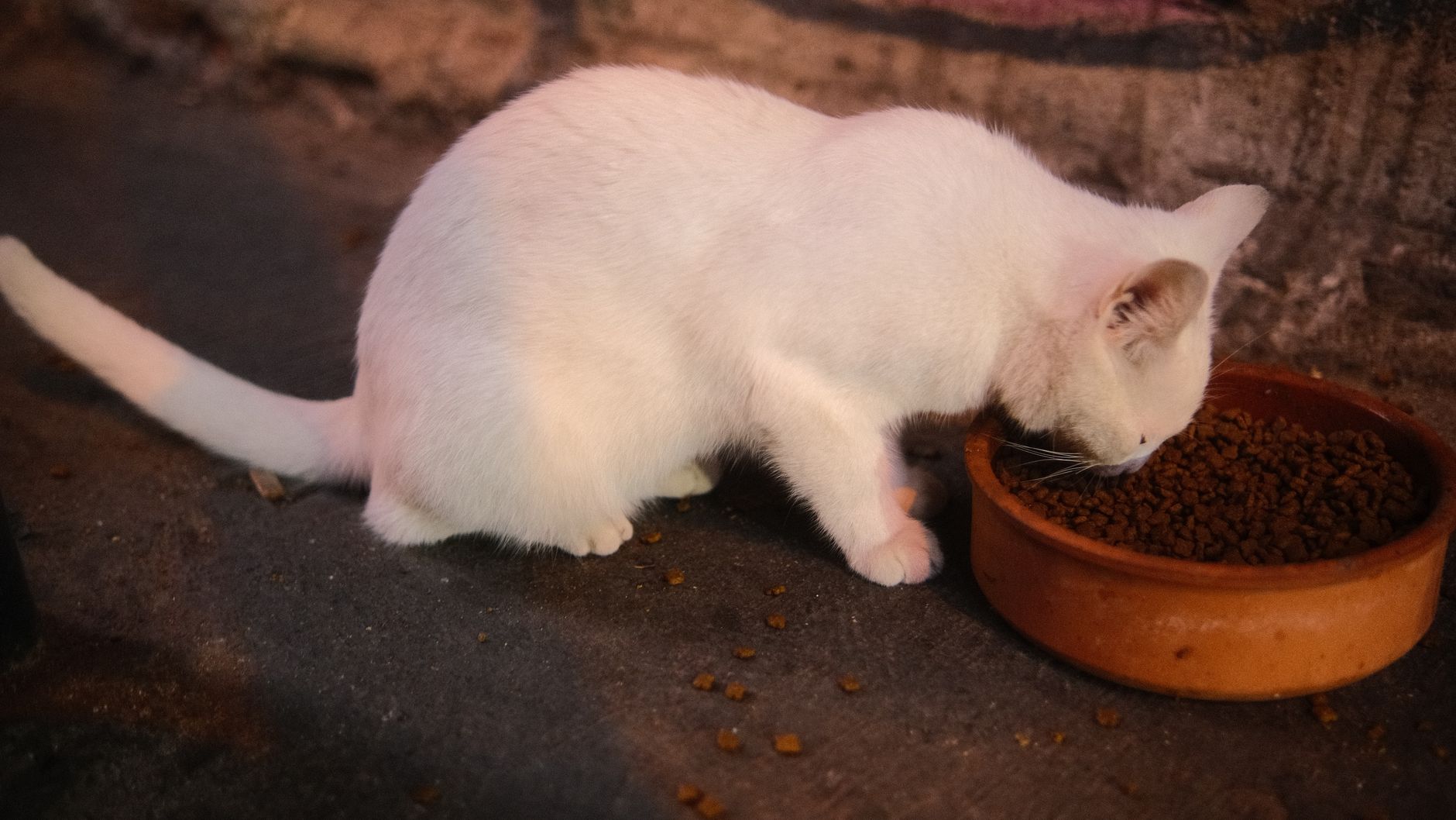 Eine weiße Katze bei der Mahlzeit aus einer Schale