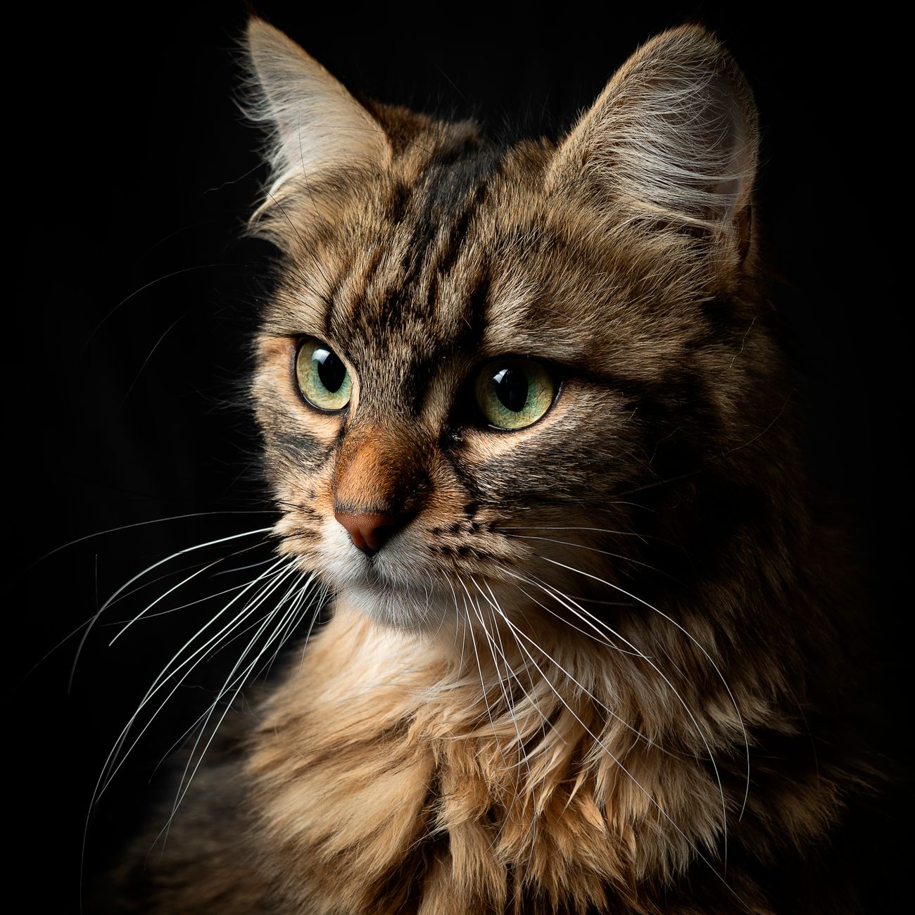 Close-up einer Maine Coon Katze mit fokussiertem Blick vor dunklem Hintergrund