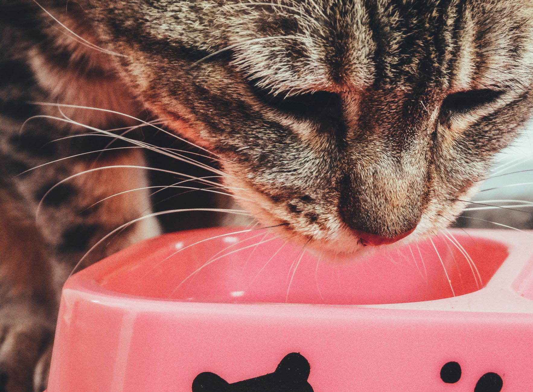 Eine getigerte Katze genießt eine Mahlzeit aus einer Schale